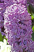 HYACINTHUS ORIENTALIS SPLENDID CORNELIA