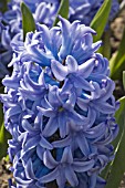 HYACINTHUS ORIENTALIS BLUE GIANT