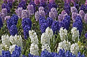 HYACINTHUS ORIENTALIS MIXED BED