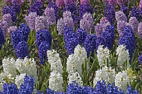 HYACINTHUS_ORIENTALIS_MIXED_BED