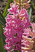 HYACINTHUS ORIENTALIS IBIS