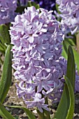 HYACINTHUS ORIENTALIS BLUE PETER