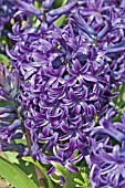 HYACINTHUS ORIENTALIS BLUE PEARL