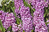 HYACINTHUS ORIENTALIS ANNA LISA