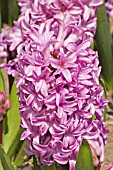 HYACINTHUS ORIENTALIS ANNA LISA