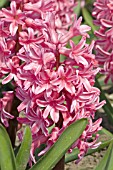 HYACINTHUS ORIENTALIS SNOW CRYSTAL