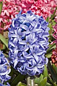 HYACINTHUS ORIENTALIS AMSTERDAM