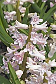 HYACINTHUS ORIENTALIS SKY JACKET