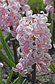 HYACINTHUS ORIENTALIS CHESTNUT FLOWER