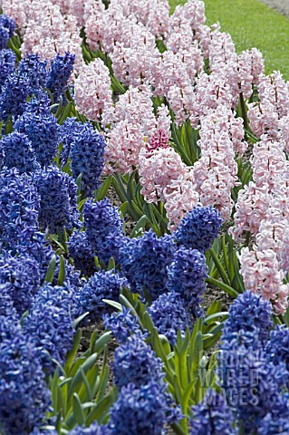 HYACINTHUS_ORIENTALIS_DELFT_BLUE_AND_LADY_DERBY