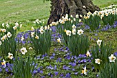 NARCISSUS AND ANEMONE BLANDA BLUE SHADES