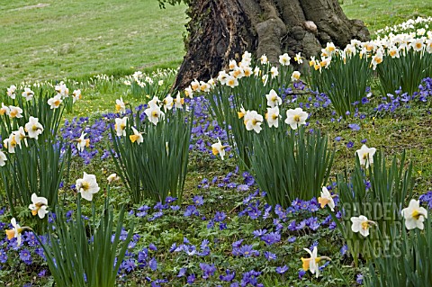 NARCISSUS_AND_ANEMONE_BLANDA_BLUE_SHADES