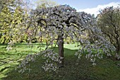 PRUNUS X YEDOENSIS SHIDARE YOSHINO