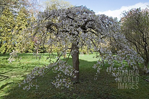 PRUNUS_X_YEDOENSIS_SHIDARE_YOSHINO