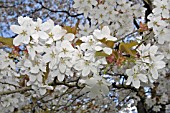 PRUNUS JAMASAKURA