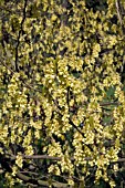 CORYLOPSIS GLABRESCENS