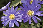 ANEMONE BLANDA ATROCAERULEA