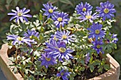 ANEMONE BLANDA ATROCAERULEA IN CONTAINER