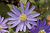 ANEMONE BLANDA ATROCAERULEA