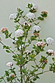 VIBURNUM CARLESII