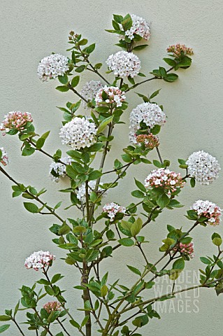 VIBURNUM_CARLESII