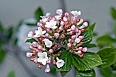 VIBURNUM CARLESII