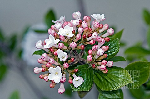 VIBURNUM_CARLESII