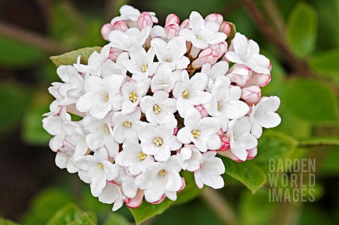 VIBURNUM_CARLESII