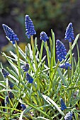 MUSCARI ARMENIACUM