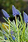 MUSCARI ARMENIACUM