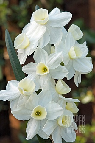 NARCISSUS_SILVER_CHIMES