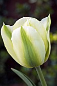 TULIPA VIRIDIFLORA SPRING GREEN