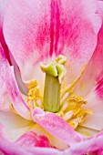 TULIPA FOXTROT STAMEN DETAIL