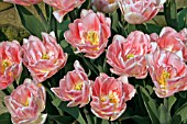 TULIPA FOXTROT