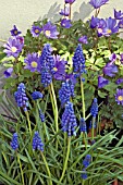 MUSCARI ARMENIACUM AND ANEMONE BLANDA IN CONTAINERS