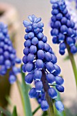 MUSCARI ARMENIACUM