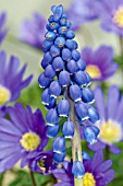 MUSCARI ARMENIACUM