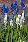 MUSCARI BOTRYOIDES ALBUM