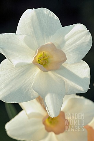 NARCISSUS_BELL_SONG