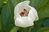 PAEONIA MACROPHYLLA