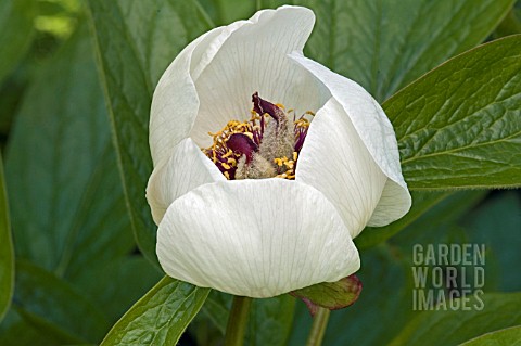 PAEONIA_MACROPHYLLA