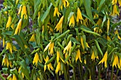 UVULARIA GRANDIFLORA