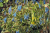 CORYDALIS FLEXUOSA PERE DAVID