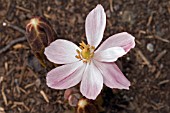 PODOPHYLLUM HEXANDRUM