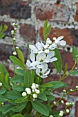 EXOCHORDA RACEMOSA