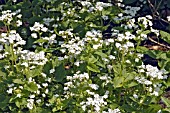 BRUNNERA MACROPHYLLA BETTY BOWRING