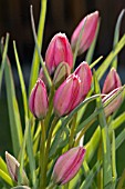 TULIPA HUMILIS LITTLE BEAUTY