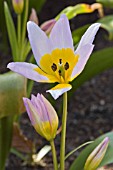 TULIPA SAXATILIS