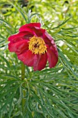 PAEONIA TENUIFOLIA