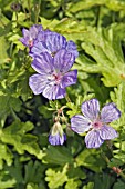 GERANIUM SHIKOKIANUM VAR. QUELPARTENSE